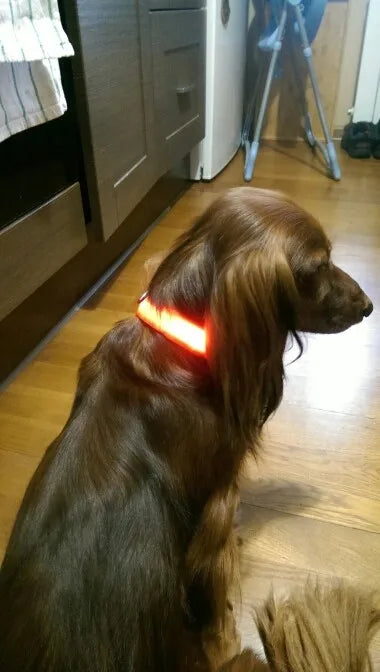 YUDODO-LED Coleiras Fluorescentes Luminosas para Animais de Estimação, Segurança Noturna, Brilho Piscando, Nylon, Trela Do Cão, Pet fornecimentos