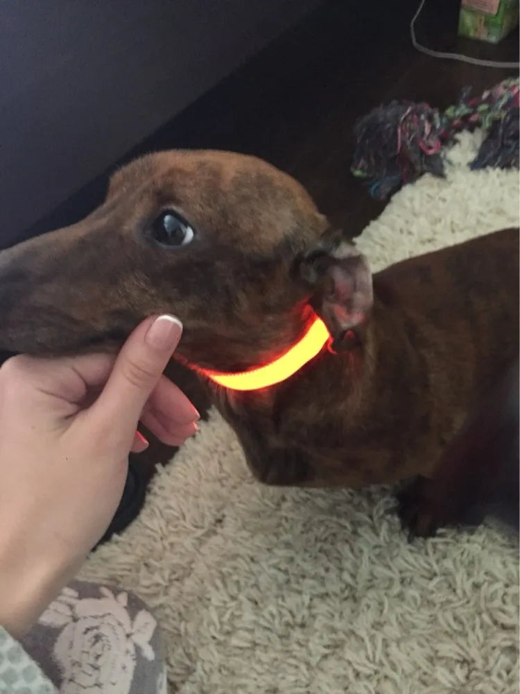 YUDODO-LED Coleiras Fluorescentes Luminosas para Animais de Estimação, Segurança Noturna, Brilho Piscando, Nylon, Trela Do Cão, Pet fornecimentos