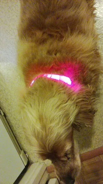 YUDODO-LED Coleiras Fluorescentes Luminosas para Animais de Estimação, Segurança Noturna, Brilho Piscando, Nylon, Trela Do Cão, Pet fornecimentos