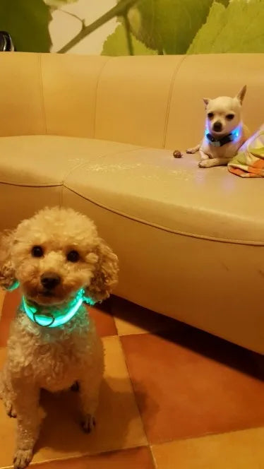 YUDODO-LED Coleiras Fluorescentes Luminosas para Animais de Estimação, Segurança Noturna, Brilho Piscando, Nylon, Trela Do Cão, Pet fornecimentos