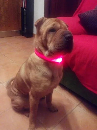 YUDODO-LED Coleiras Fluorescentes Luminosas para Animais de Estimação, Segurança Noturna, Brilho Piscando, Nylon, Trela Do Cão, Pet fornecimentos