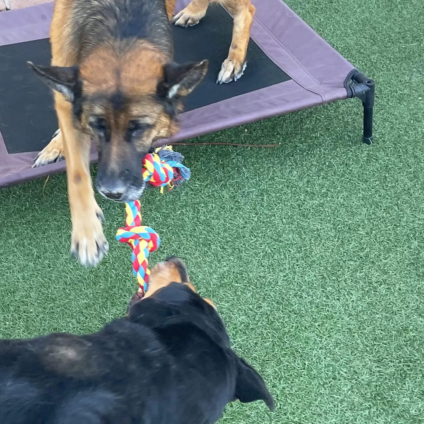 Cão mordida corda brinquedos pet moagem dente brinquedos corda de algodão material inofensivo cães brinquedos de limpeza de dentes pet cão corda brinquedos
