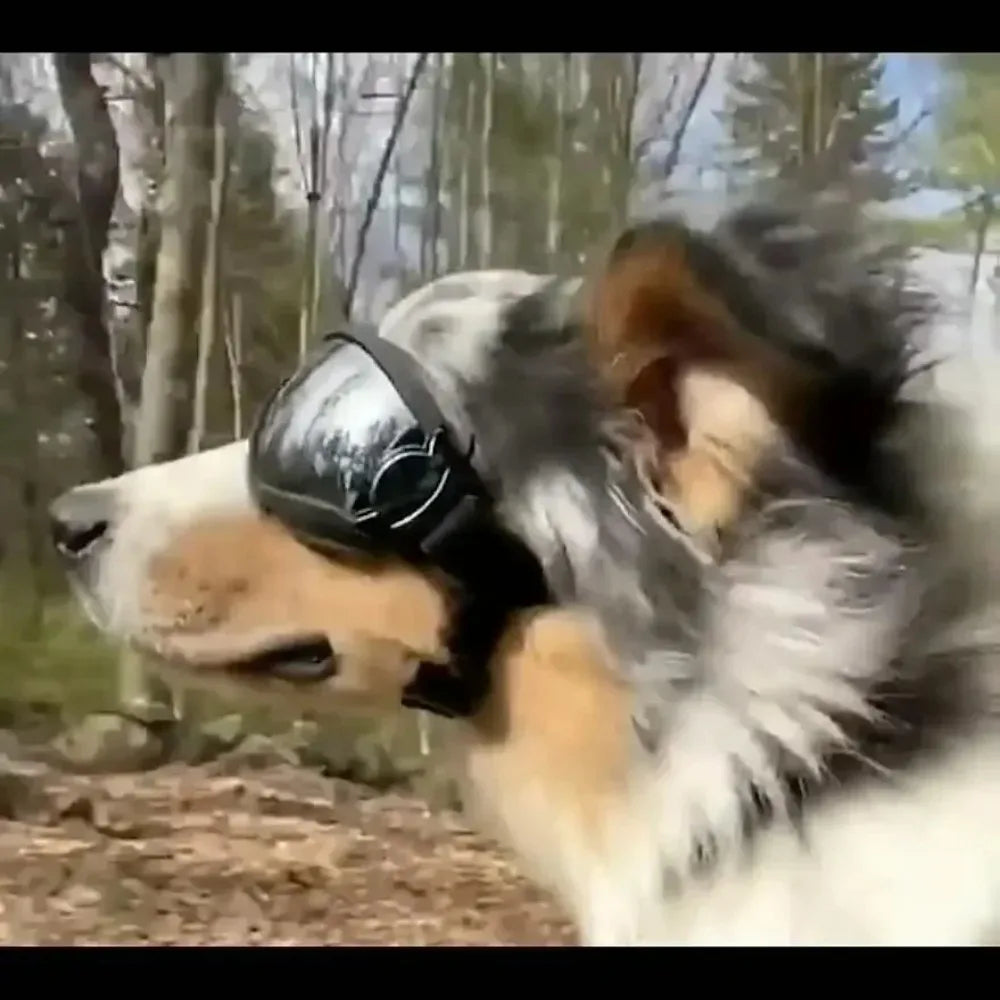 Óculos de sol para cães ajustáveis, óculos de sol anti-uv, proteção para os olhos, preto, amplamente utilizado, suprimentos para cães de estimação