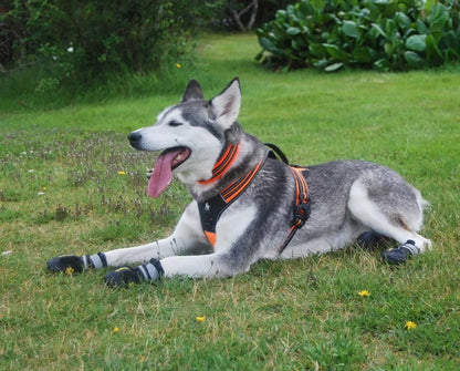 Truelove esporte náilon reflexivo nenhuma tração cão arnês aventura ao ar livre pet colete com alça xs a xl 5 cores em estoque fábrica